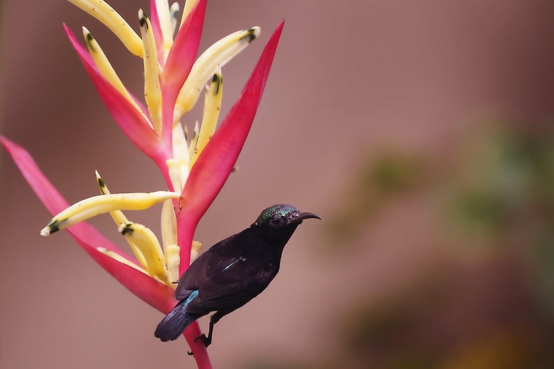 Exotic Blooms