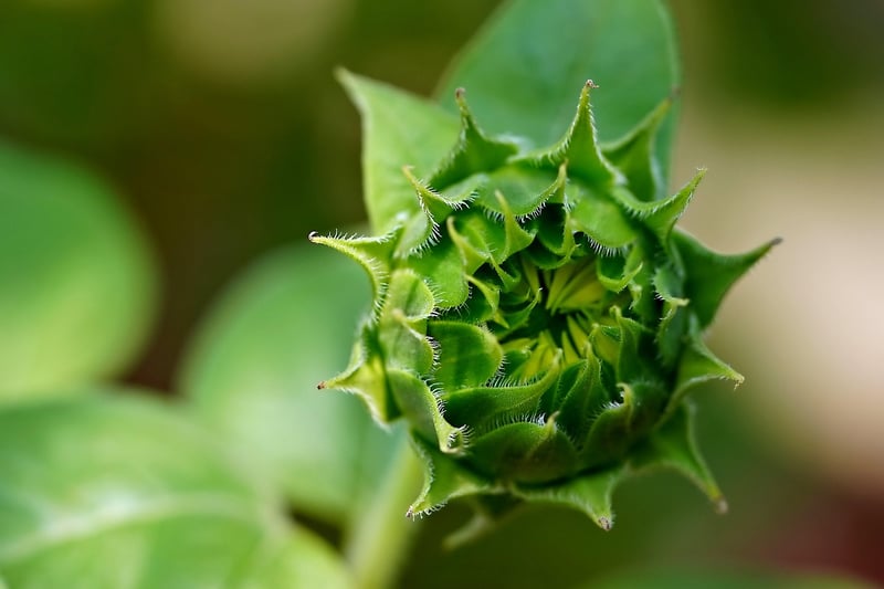 Indigenous Flora